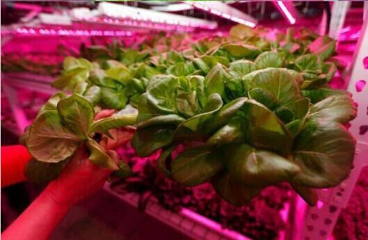 Plant Growth RED:BLUE /660nm:460nm LED Grow Light SMD2835 60LEDs 12W Per Meter Strip - LEDStrips8