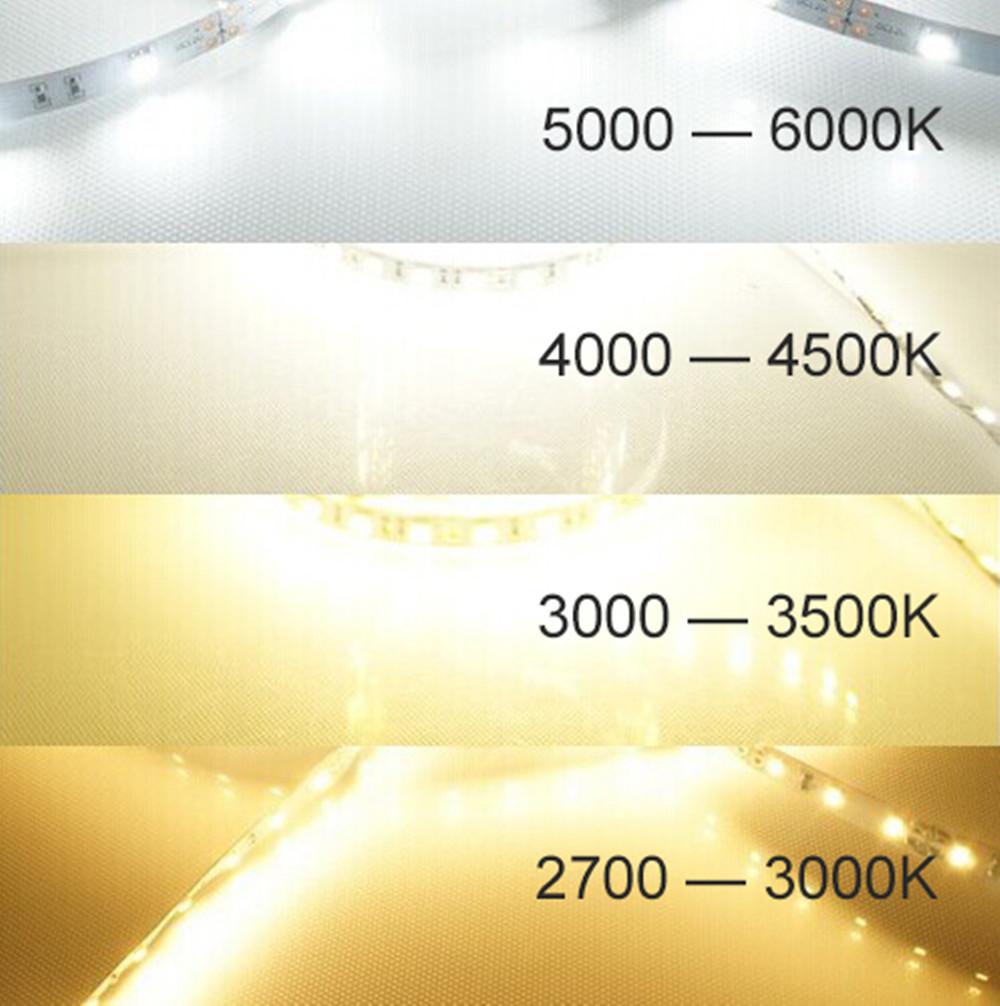 DC 12V Dimmable SMD5050-150 Flexible LED Strips 30 LEDs Per Meter 10mm Width 450lm Per Meter - LEDStrips8